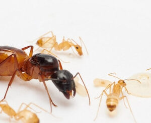 Camponotus Sanctus - Hình ảnh 3