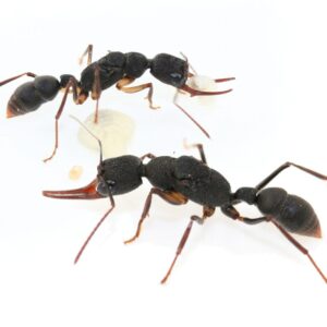 Harpegnathos Venator (HV) - Hình ảnh 1