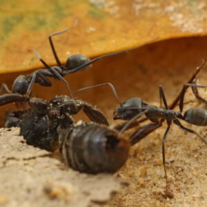 Iridomyrmex Anceps - Hình ảnh 3