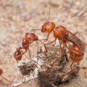 Pogonomyrmex Maricopa - Hình ảnh 4