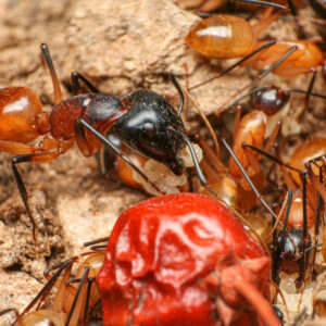 Camponotus Sansabeanus - Hình ảnh 3