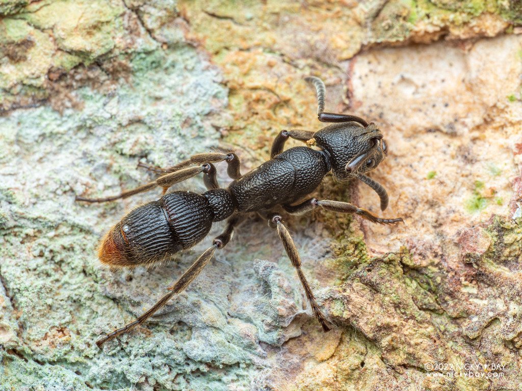 Pseudoneoponera Rufipes - Tank Kiến Việt Nam