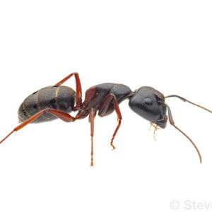 Camponotus Herculeanus - Hình ảnh 3