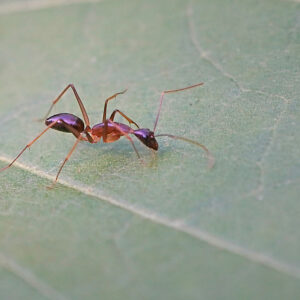 Camponotus Mitis - Hình ảnh 3