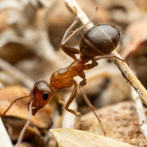 Formica Perpilosa - Hình ảnh 2