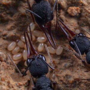 Harpegnathos Venator (HV) - Hình ảnh 2