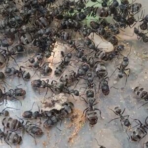 Camponotus Lasiselene - Hình ảnh 3