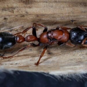 Tetraponera Rufonigra - Hình ảnh 3