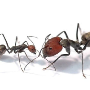 Camponotus Singularis - Hình ảnh 3