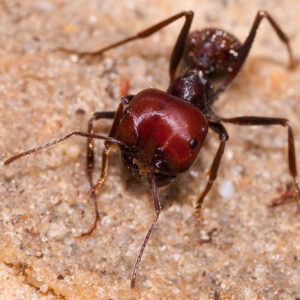 Messor Cephalotes - Hình ảnh 4