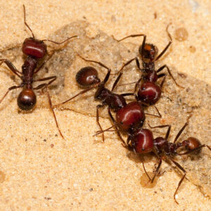 Messor Cephalotes - Hình ảnh 3
