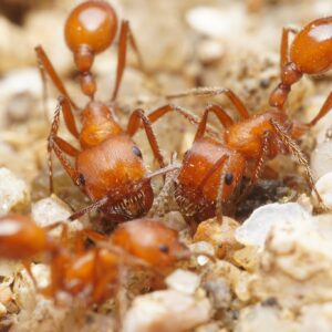 Pogonomyrmex Maricopa - Hình ảnh 3