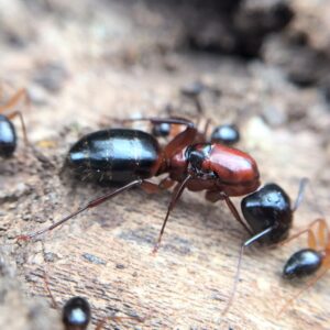 Camponotus Texanus - Hình ảnh 3