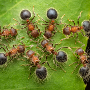 Meranoplus Bicolor - Hình ảnh 3