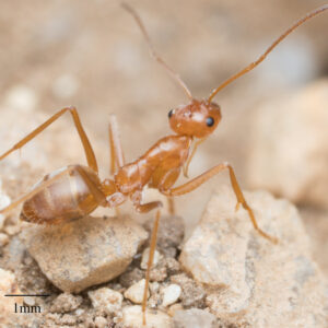 Myrmecocystus Navajo - Hình ảnh 4
