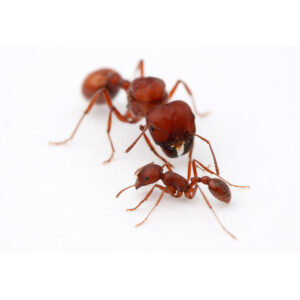 Pogonomyrmex Barbartus - Hình ảnh 3