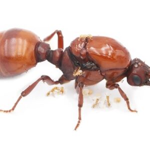 Carebara Castanea - Hình ảnh 3