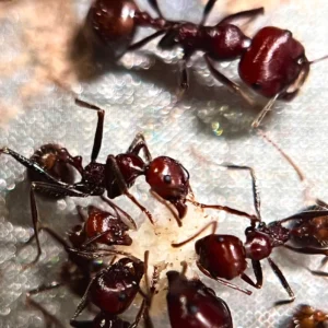 Messor Cephalotes - Hình ảnh 2