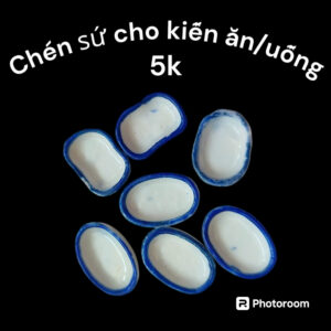 Chén cho kiến ăn - Hình ảnh 3