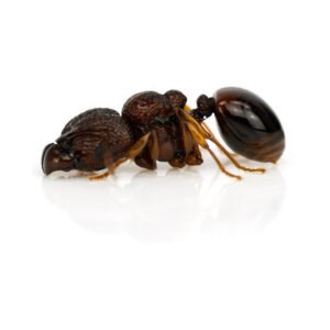 Acanthomyrmex glabfemoralis - Hình ảnh 2