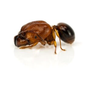 Acanthomyrmex glabfemoralis - Hình ảnh 3