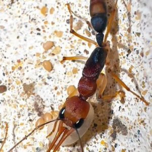 Harpegnathos honestoi - Hình ảnh 2