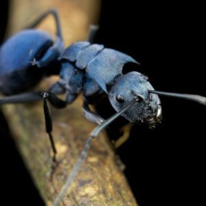 Polyrhachis cyaniventris - Hình ảnh 4