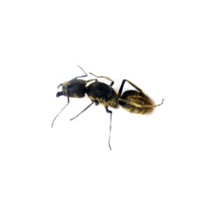 Camponotus Camelinus - Hình ảnh 2