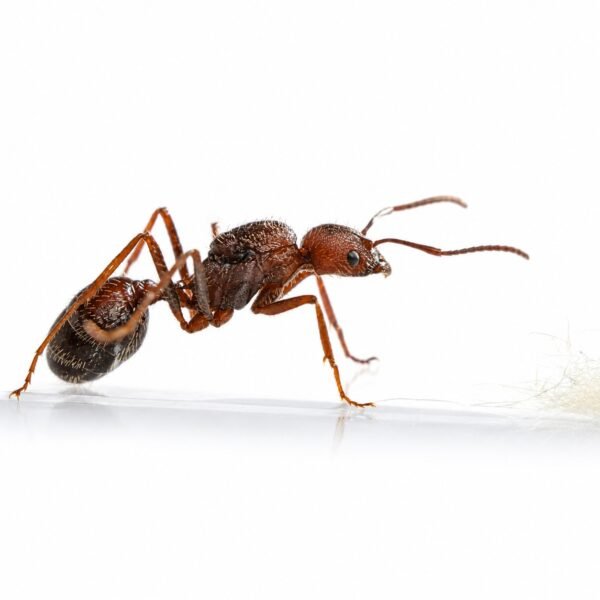 Novomessor-albisetosus-2