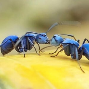 Polyrhachis cyaniventris - Hình ảnh 5