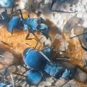 Polyrhachis cyaniventris - Hình ảnh 2