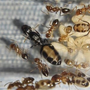 Camponotus Bellus - Hình ảnh 3
