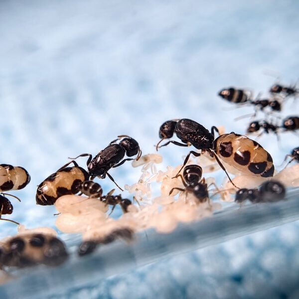 camponotus-bellus__Camponotus-bellus-2-1