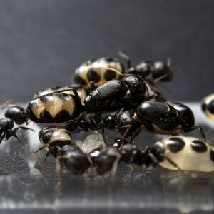 Camponotus Bellus - Hình ảnh 2