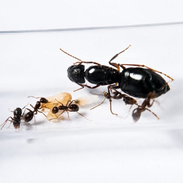 camponotus-camelinus__Camponotus-camelienus-1