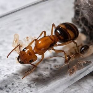 Camponotus Maculatus (Phi) - Hình ảnh 2