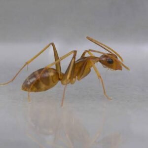 Camponotus Irritans (vàng) - Hình ảnh 2