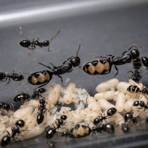 Camponotus Bellus - Hình ảnh 5