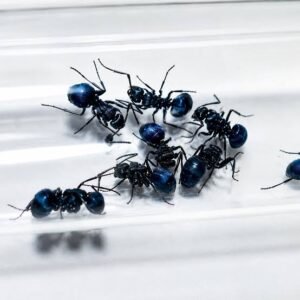 Polyrhachis cyaniventris - Hình ảnh 3