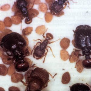 Acanthomyrmex Ferox ( Indo) - Hình ảnh 2