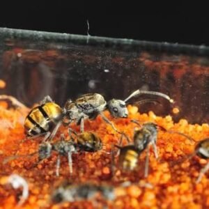 Polyrhachis Vermiculosa - Hình ảnh 2