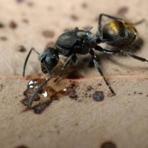 Polyrhachis Vermiculosa - Hình ảnh 3