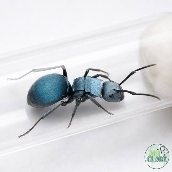 images (16)