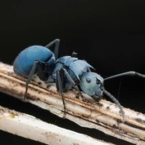 Polyrhachis Cyanventris - Hình ảnh 2