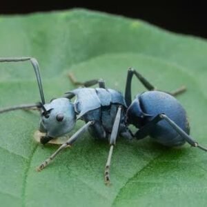Polyrhachis Cyanventris - Hình ảnh 3