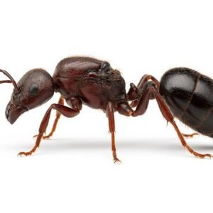Carebera Diversa - Hình ảnh 2