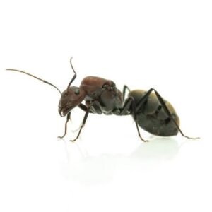 Camponotus Vestitus - Hình ảnh 2