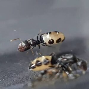 Camponotus Bellus - Hình ảnh 4