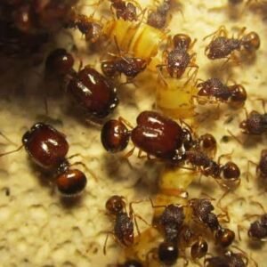 Acanthomyrmex glabfemoralis - Hình ảnh 4