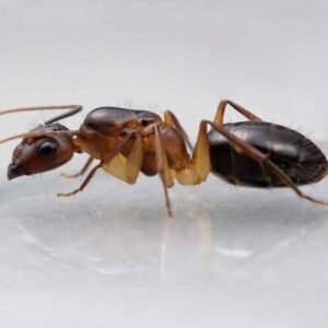 Camponotus Irritans (vàng) - Hình ảnh 3